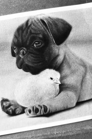 Pug and chick