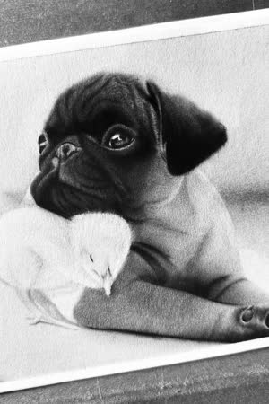 Pug and chick