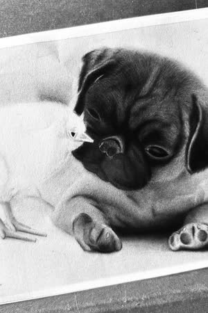 Pug and chick