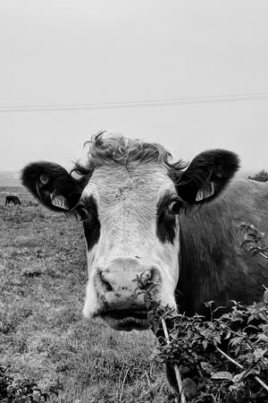 Milk.cow