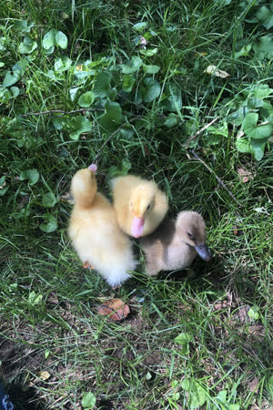 Baby ducks