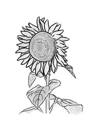 Sunflower