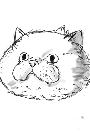 Cat 🐈‍⬛ 