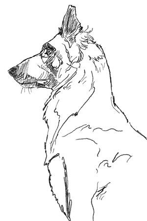 Dog 🐶 