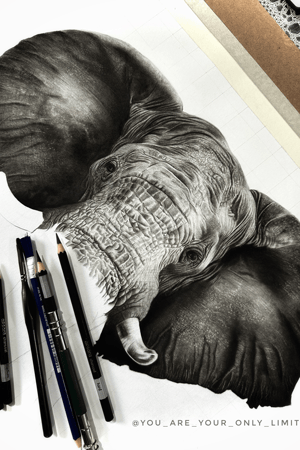 Elephant Sketch In Progress 