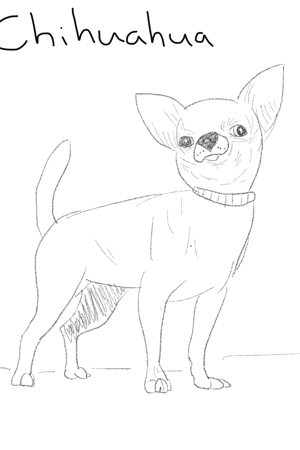 Chihuahua 