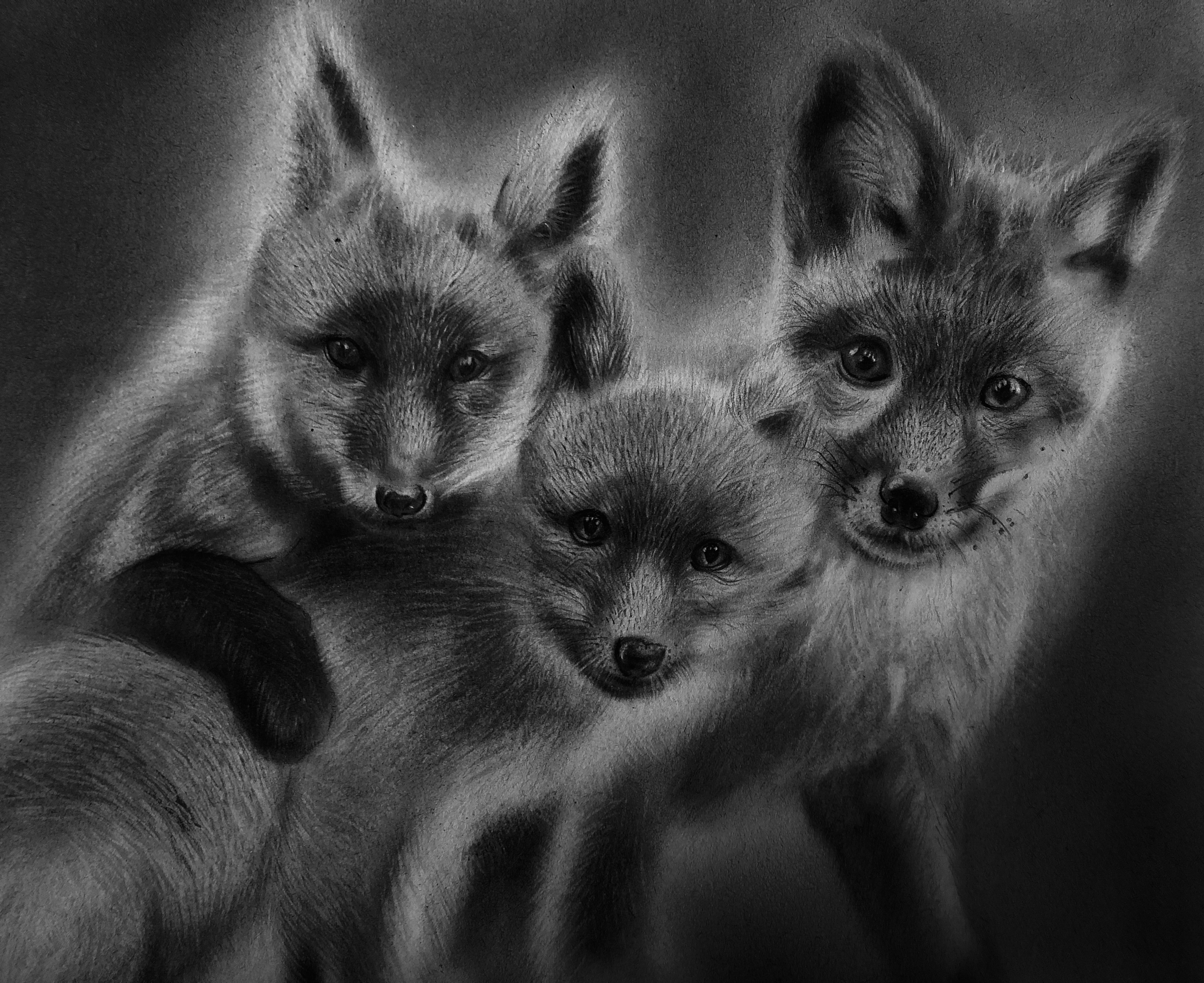 Vulpes ‘ vulpes