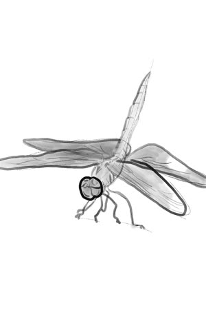 aeroshiva