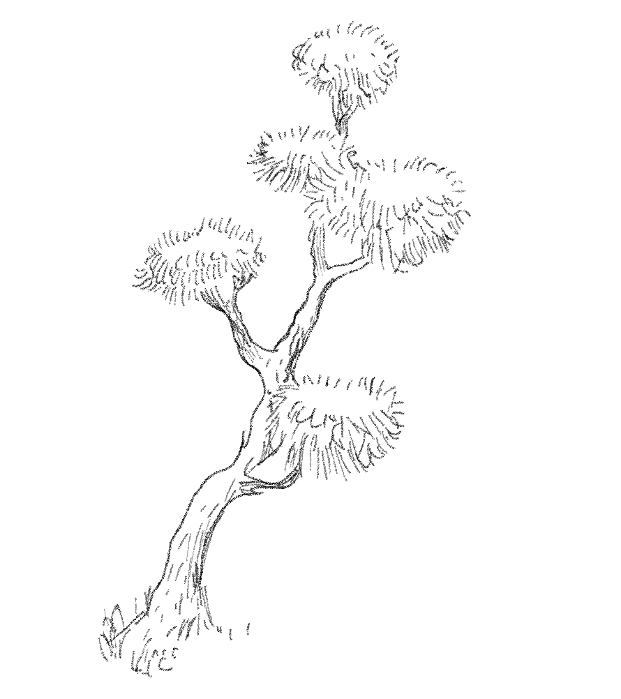 Xiao Alatus
