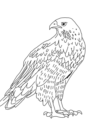 Águila 