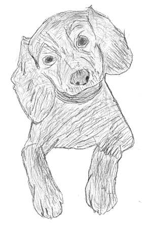 Perro