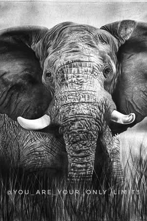 Elephant 🐘