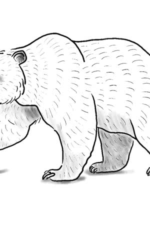 Darth Betta