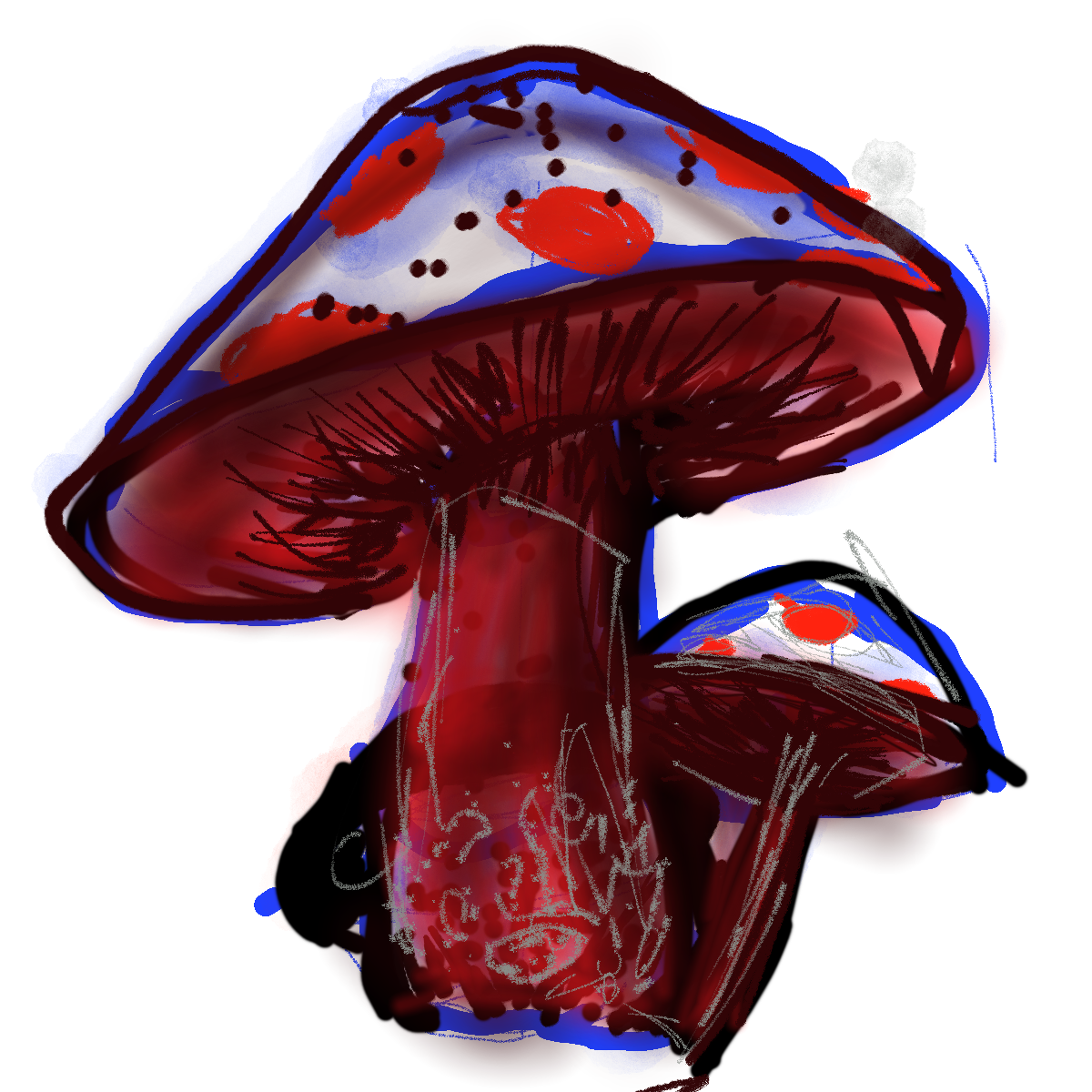 bp2424