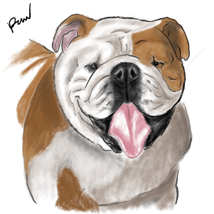 Englische Bulldogge mit faltigem Gesicht, herausgestreckter Zunge und braun-weißem Fell