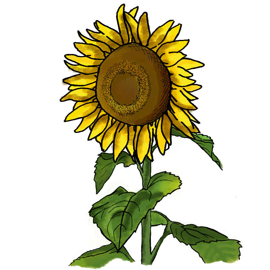 Eine gelbe Sonnenblume mit braunem Zentrum und grünen Blättern an einem hohen Stängel vor weißem Hintergrund.