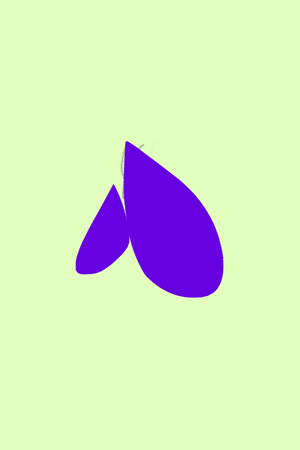 Kiwi_kiara