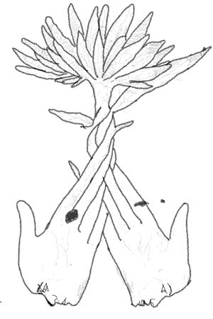 carolinaalvessantosantunes