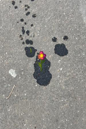 Meow Meow