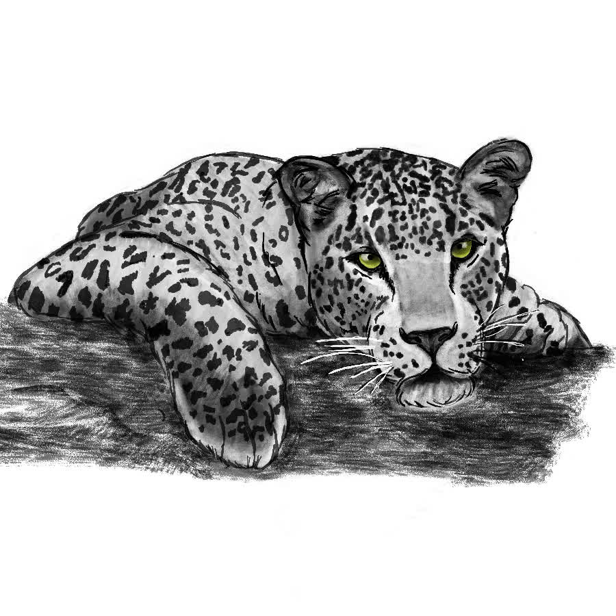 A spotted leopard lying on a dark rock, resting its head on its paws and looking forward with green eyes.