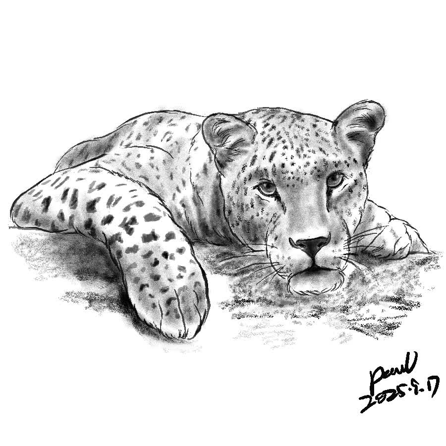 A leopard lying down with its chin on its front paws, looking forward, drawn in grayscale.