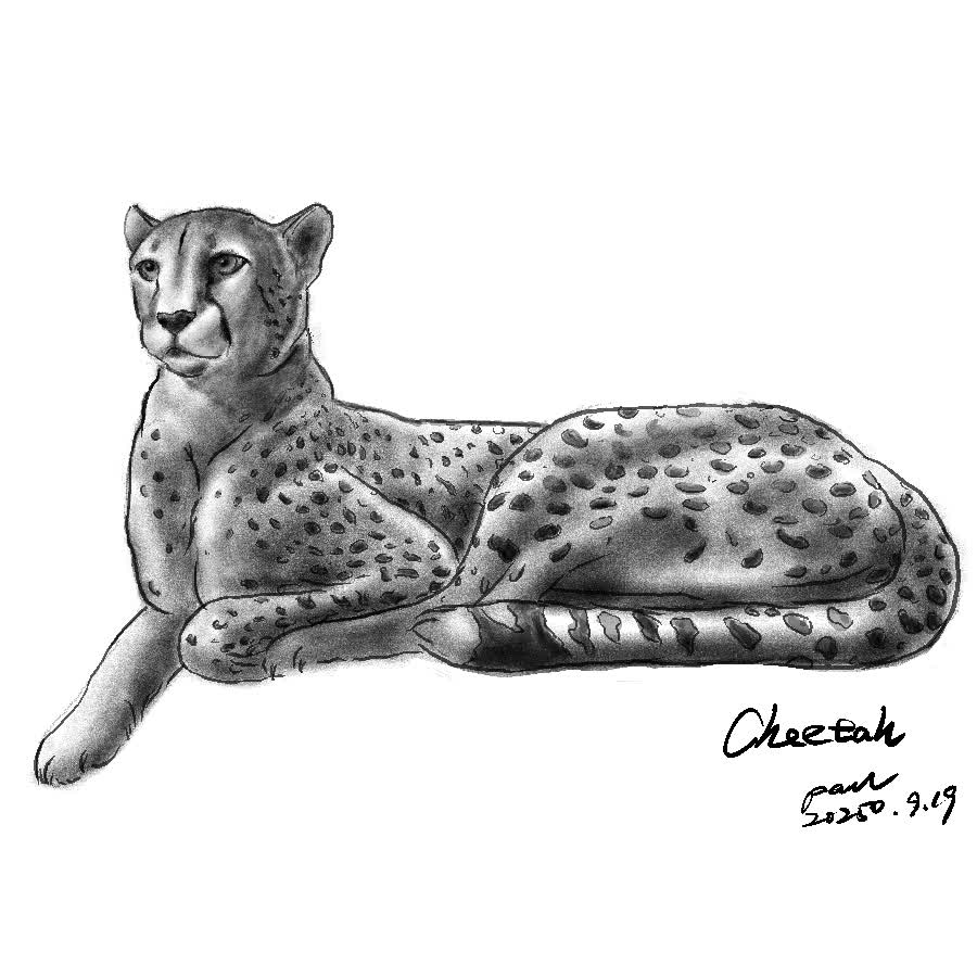 A cheetah lying down with its head turned toward the viewer, spotted coat and tail curled behind.