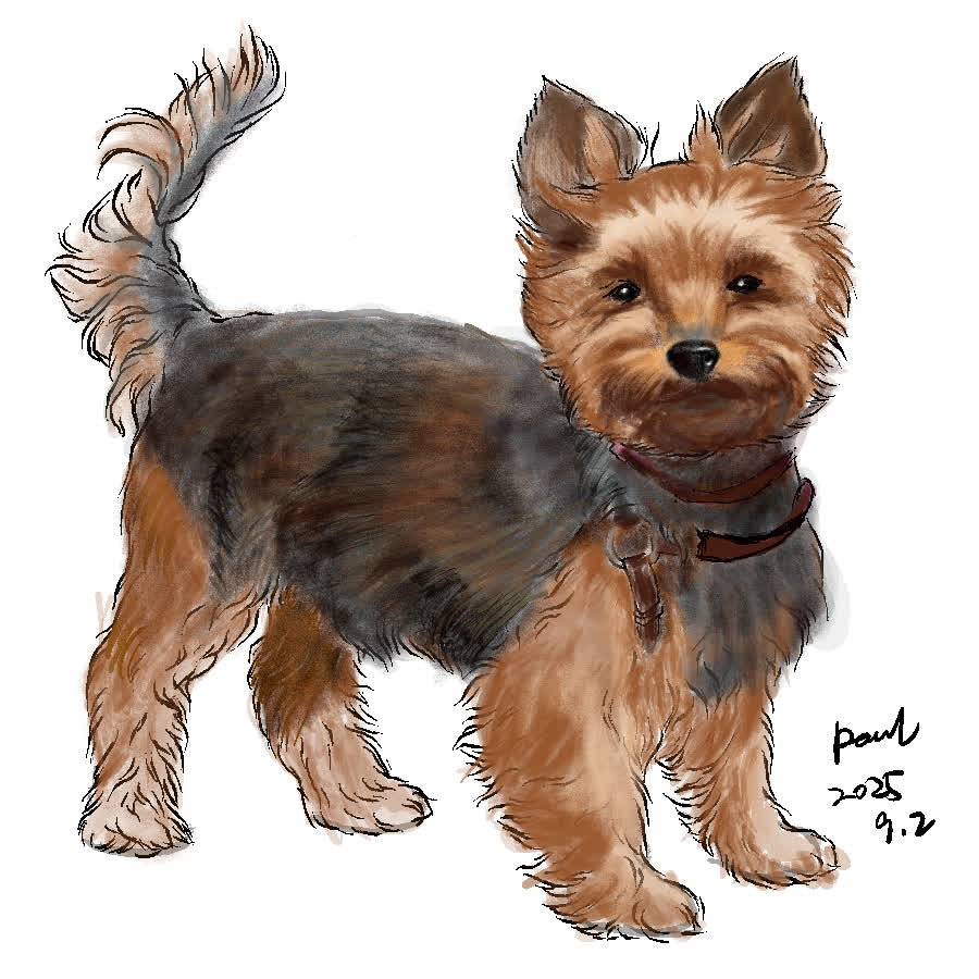 Small tan and black Yorkshire terrier standing sideways with its head turned forward and tail raised, wearing a red-brown collar.