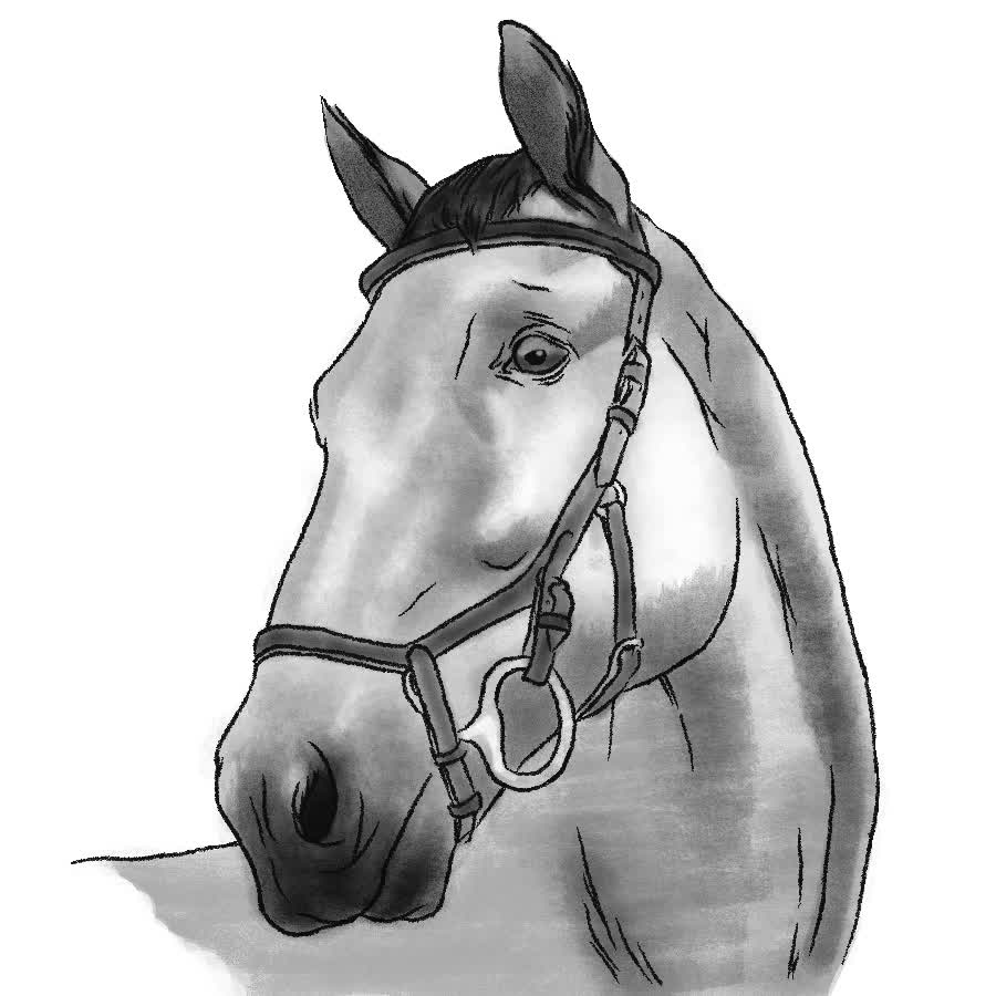 Cabeza de caballo gris con brida de cuero, mirando de lado con las orejas erguidas.