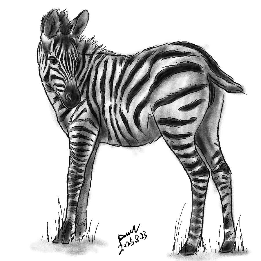 A young zebra standing sideways with its head turned toward the viewer, drawn in gray pencil with black stripes.