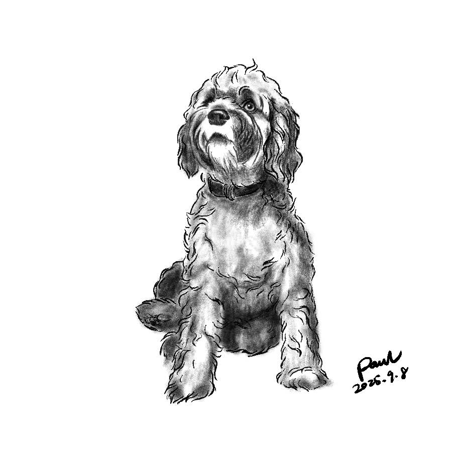 A fluffy curly-coated dog sits facing up with a dark collar on a white background.