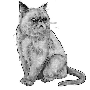 myblackcat1969