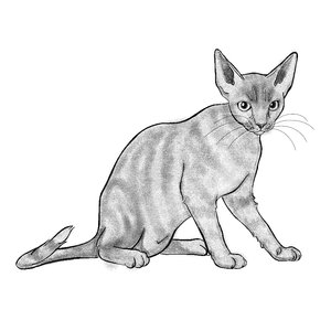 myblackcat1969