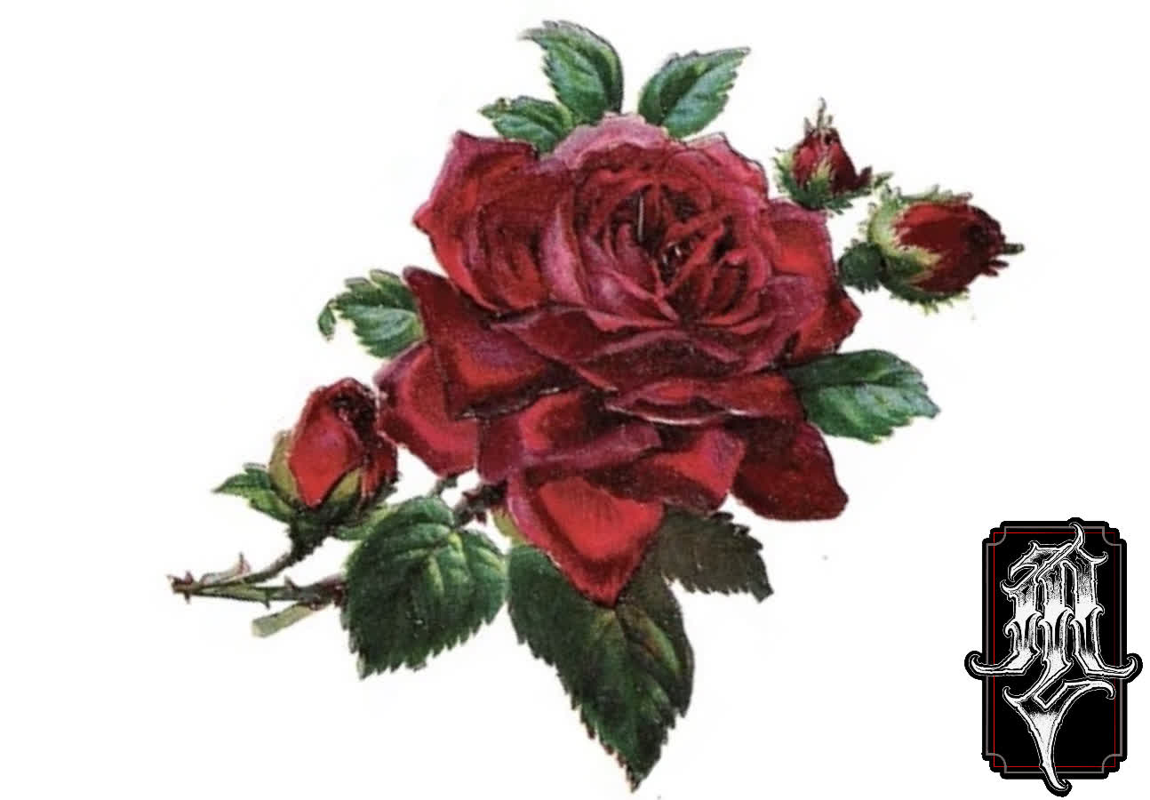 Large red rose with three buds and green leaves on thorny stems, on a white background.