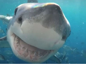 shark